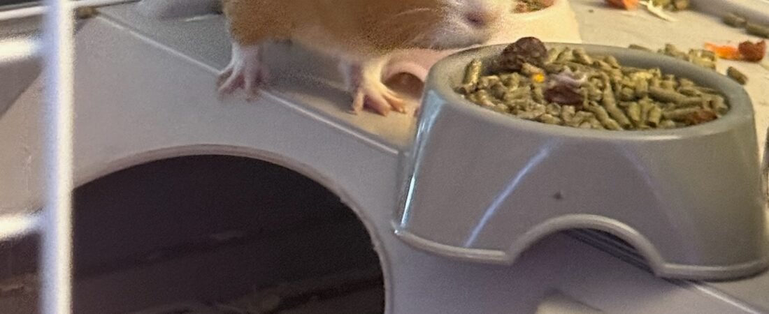 Making the Switch to Fleece: A Gentle Guide to Guinea Pig Cage Liners