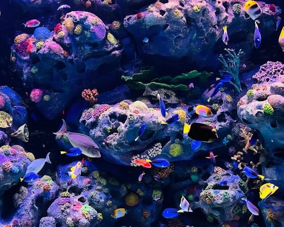 Finding Your Flow: A Calm Guide to Aquarium Water Changes