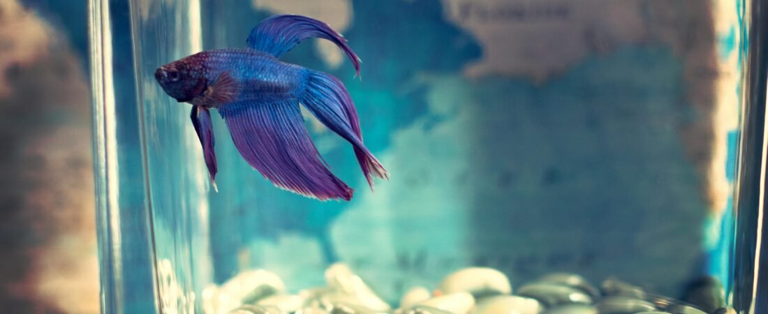 A Living Canvas: Setting Up Your First Planted Betta Tank