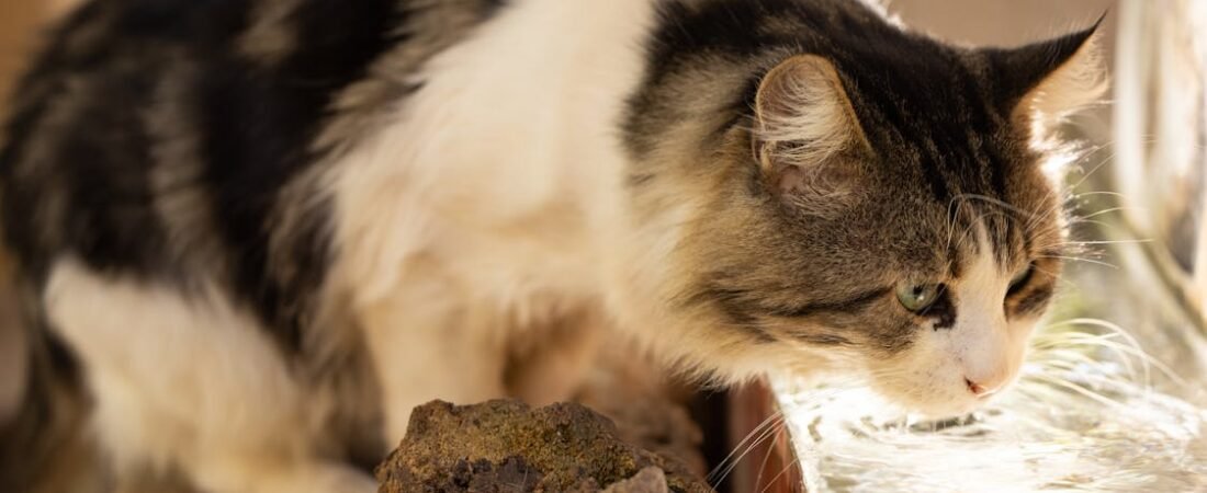Still Waters Run Deep: Gentle Ways to Help Your Cat Drink More