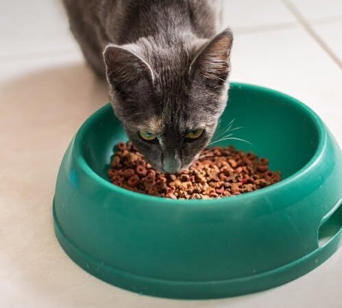 Finding the Balance: A Thoughtful Guide to Combo Feeding Your Cat