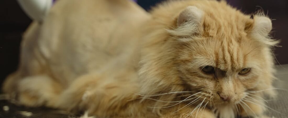 When Comfort Becomes a Habit: Understanding Overgrooming in Cats