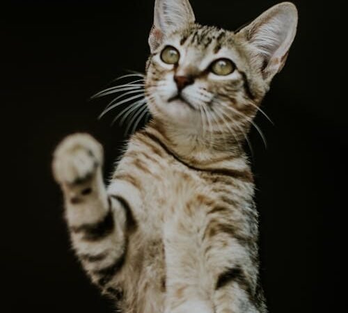 Scratch That: Understanding Why Your Cat Loves Your Couch (and How to Redirect It)