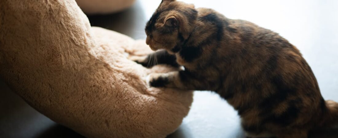 The Midnight Sprint: Understanding Your Cat’s Nighttime Zoomies (and Finding Peace for Everyone)