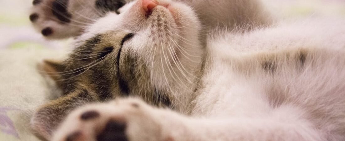 The Quiet Conversations: Learning to Read What Your Cat Is Really Saying