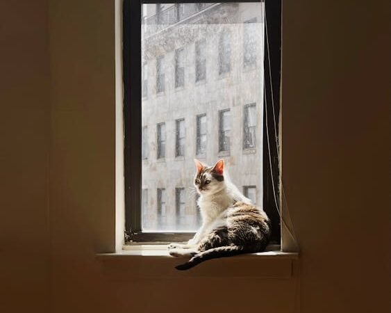 A Little Piece of Outside: Creating a Safe Outdoor Space for Your Indoor Cat