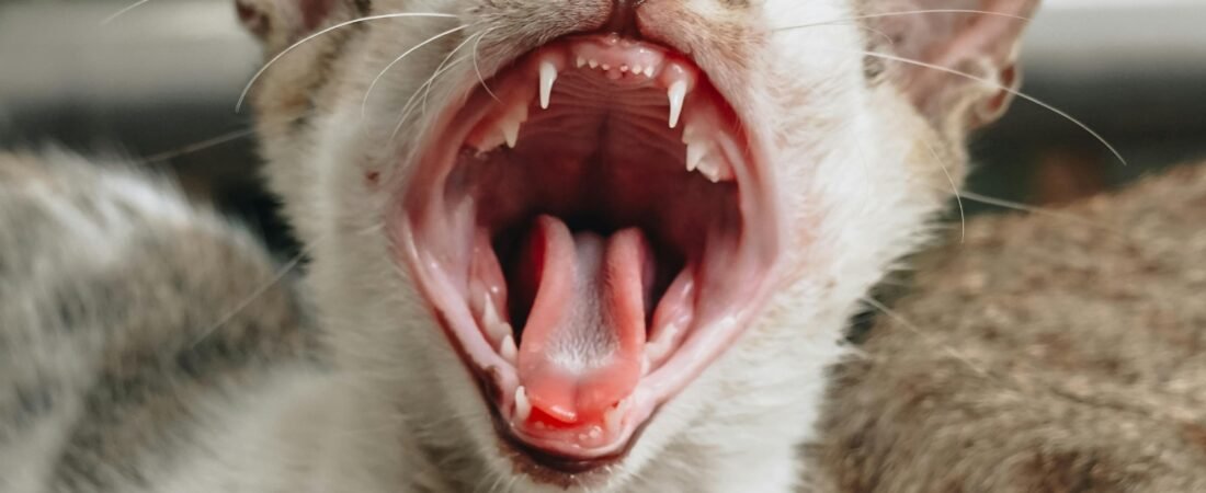 Tiny Teeth, Big Love: A Gentle Introduction to Cat Dental Care at Home