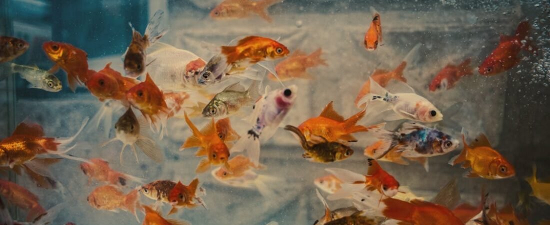 Slow and Steady Wins the Tank: A Calm Guide to Stocking Your First Aquarium