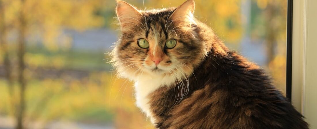 The Great Fur Migration: A Gentle Guide to Your Cat’s Spring Shedding Season