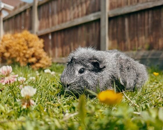 Sunshine and Wheeks: A Gentle Guide to Spring Outdoor Time for Guinea Pigs