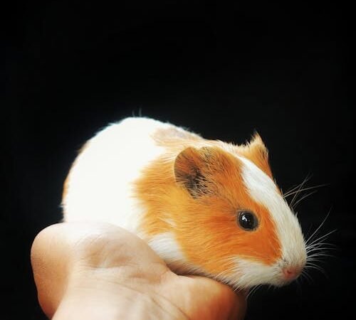 The Patience That Pays Off: Building Trust with a New Guinea Pig