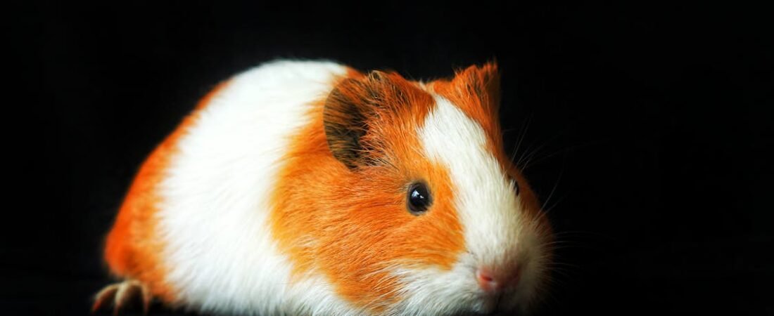 The Little Language of Guinea Pigs: What Those Adorable Sounds Really Mean