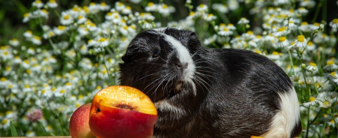 The Sneeze That Surprised Me: Managing Hay Allergies as a Guinea Pig Owner