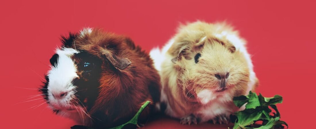 Tiny Toes, Big Feelings: A Gentle Guide to Trimming Your Guinea Pig’s Nails