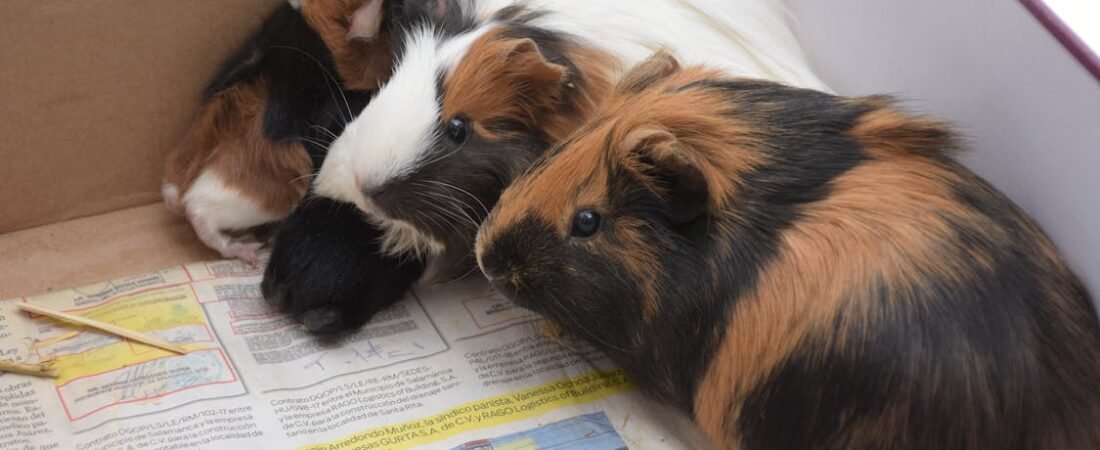 The Joy of Floor Time: Creating a World Outside the Cage for Your Guinea Pig