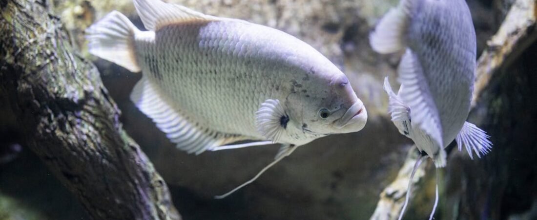 The Quiet Adjustment: Helping New Fish Feel at Home in Your Aquarium