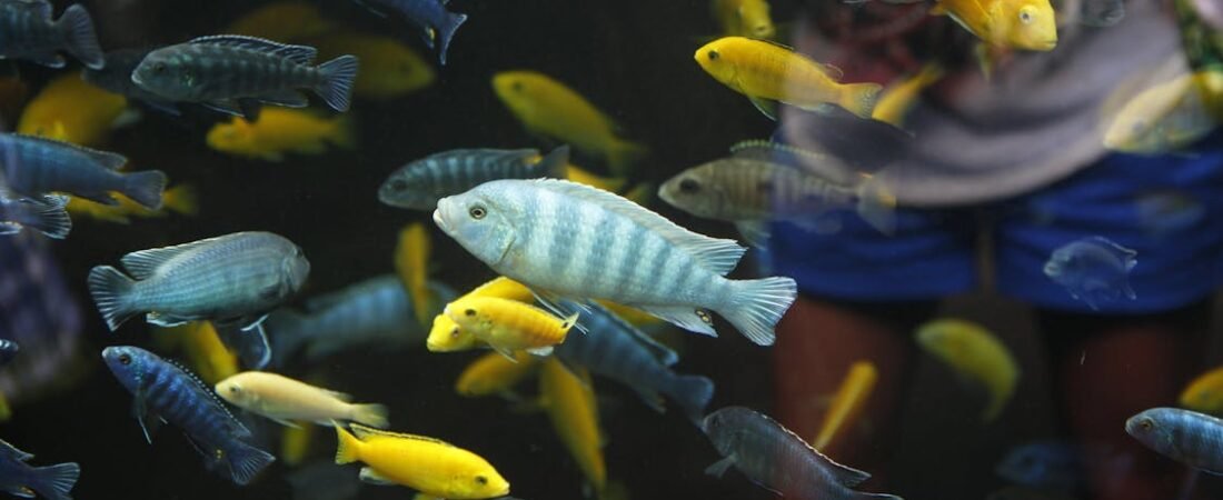 Spring Cleaning for Your Aquarium: A Calm Guide to Seasonal Tank Care