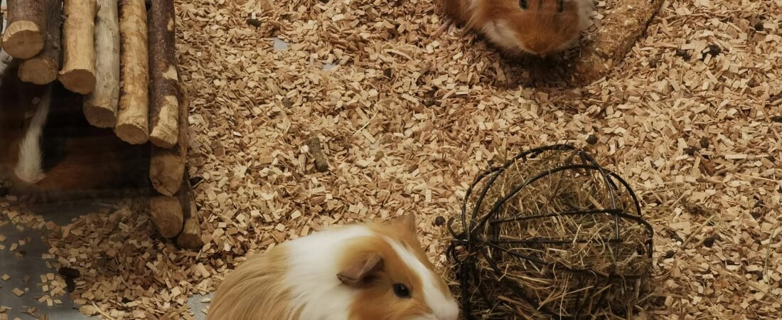 Two Is Better Than One: A Gentle Guide to Introducing a Second Guinea Pig