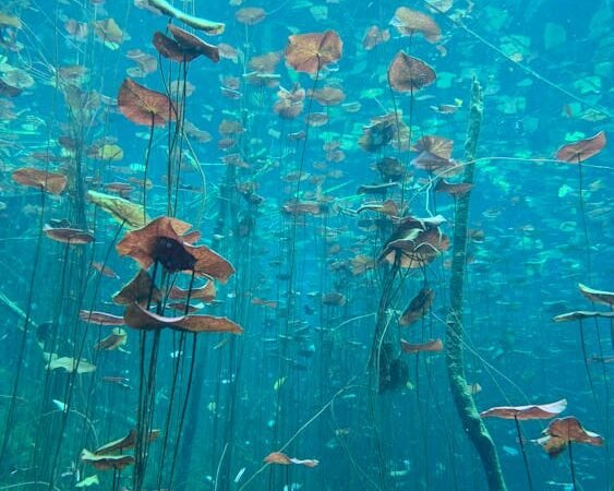 Making Sense of the Numbers: A Calm Guide to Reading Your Aquarium Water Test Kit