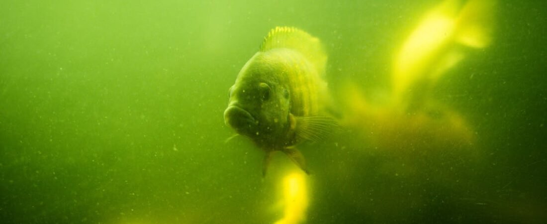 The Green Phase: Making Peace with Algae in a New Aquarium