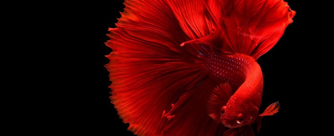 Is It Fin Rot or Fin Biting? Reading the Signs on Your Betta’s Tail