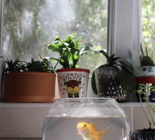 When More Feels Like Love: How to Tell If You’re Overfeeding Your Fish