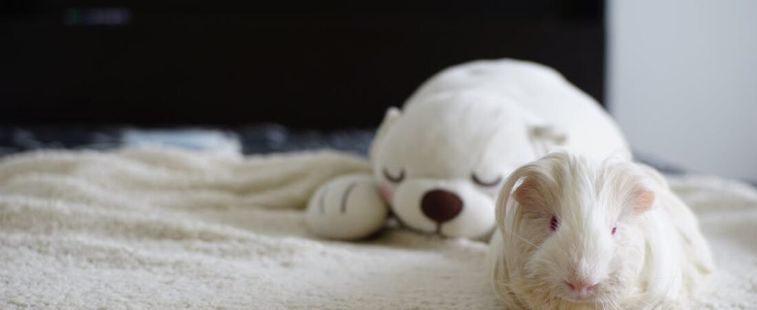 The Small Habit That Speaks Volumes: Why Weekly Weigh-Ins Matter for Your Guinea Pig