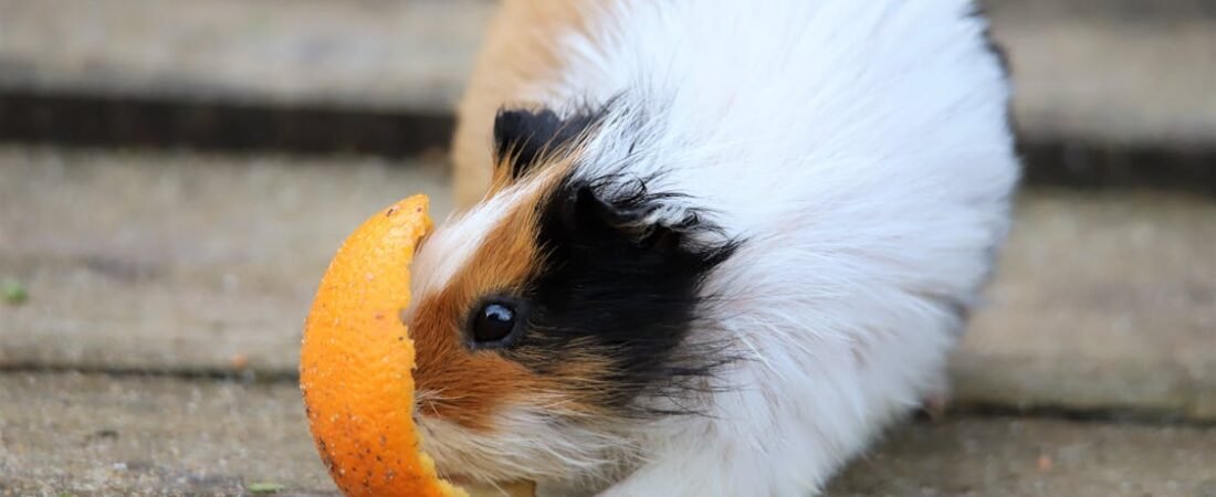 Quietly Running Low: Recognizing and Preventing Vitamin C Deficiency in Your Guinea Pig