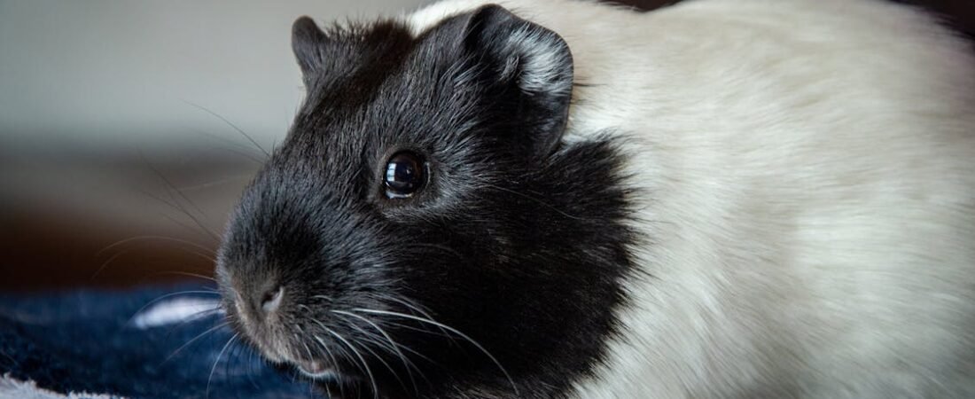 Before the Heat Sets In: Keeping Your Guinea Pigs Cool This Summer