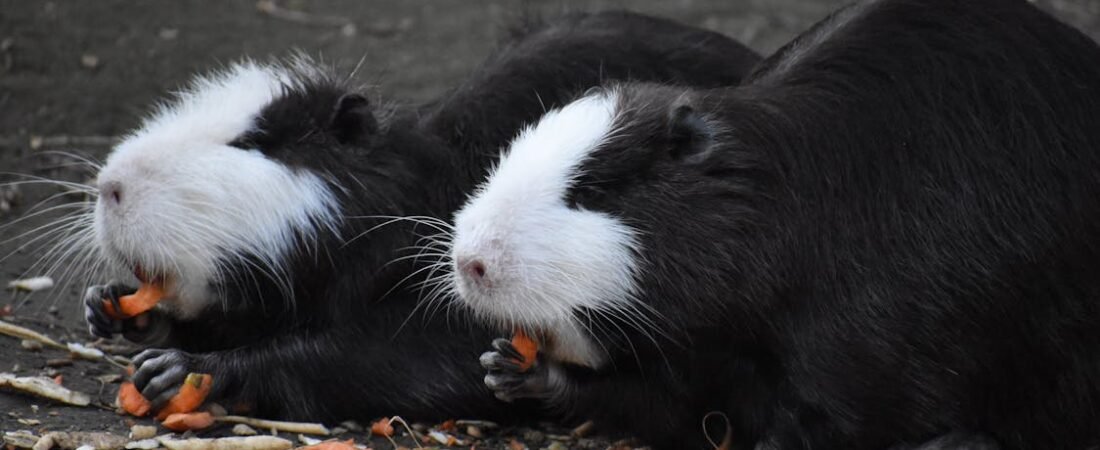 From Fridge to Floor: Building a Daily Veggie Routine Your Guinea Pig Will Love