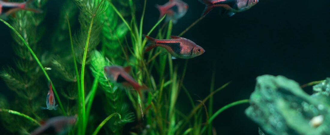 Green and Gentle: The Live Aquarium Plants Every Beginner Should Try
