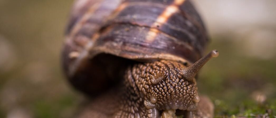 Those Tiny Hitchhikers: What Pest Snails Are Really Telling You About Your Tank