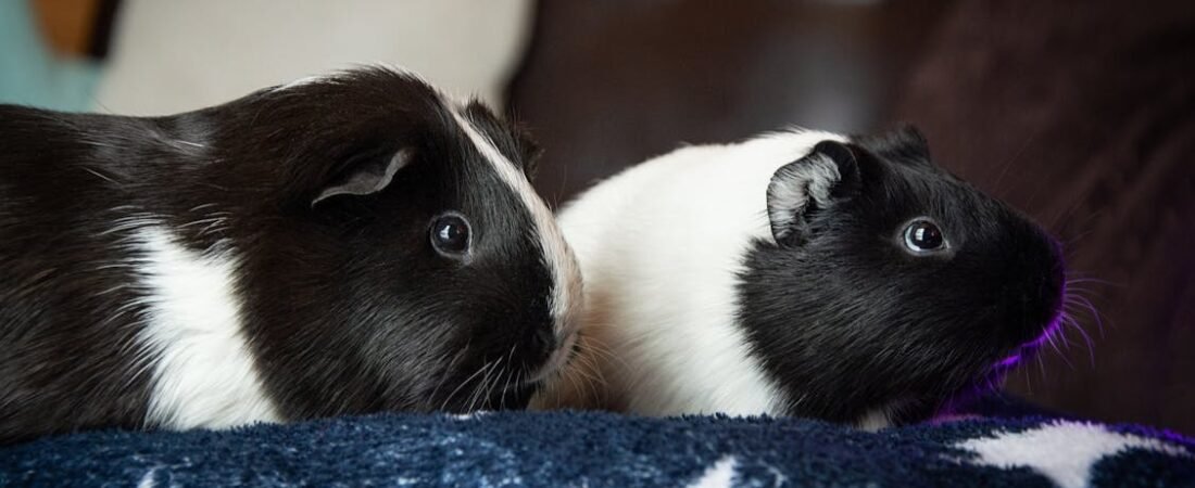 Two’s Company: A Gentle Guide to Introducing Guinea Pigs to Each Other
