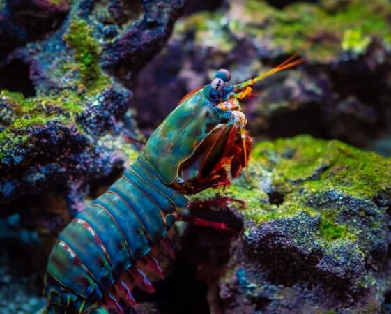 Little Red Lives: Getting Started with Cherry Shrimp in a Planted Tank