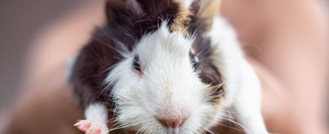 Hay There: When Your Guinea Pig Won’t Touch the Most Important Food in Their Diet