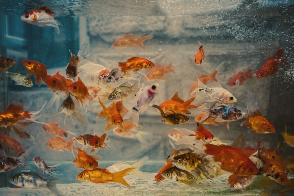 colorful tropical fish swimming in a home aquarium fish tank vacation care guide