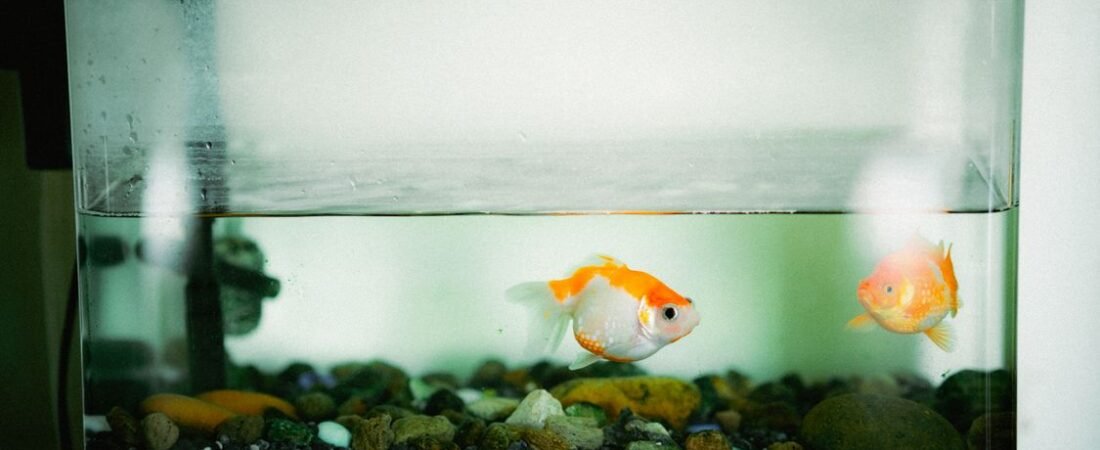 The Weekly Ritual: A Gentle Guide to Water Changes for Your Fish Tank
