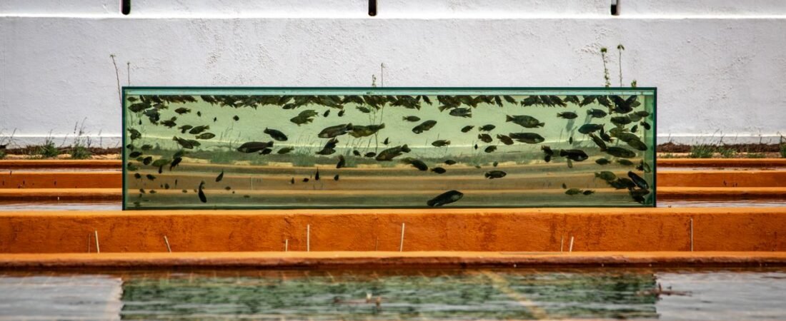 Why Your New Fish Tank Is Turning Brown (And Why You Don’t Need to Panic)