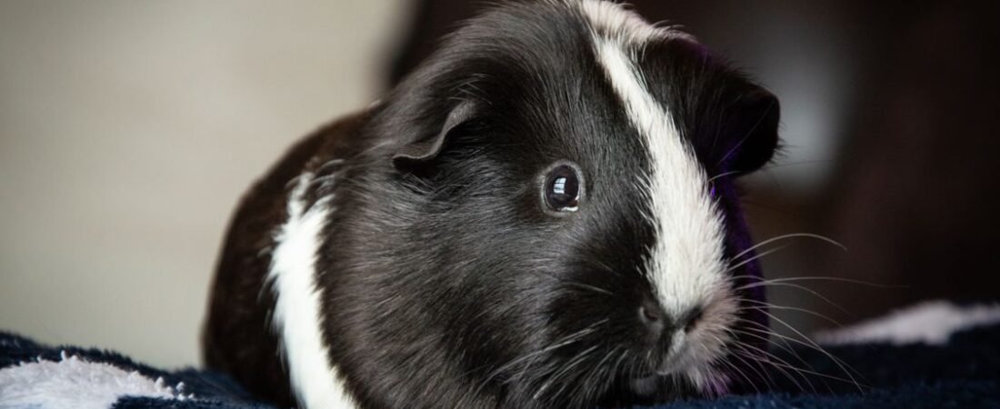 Learning to Speak Wheek: What Your Guinea Pig Is Trying to Tell You