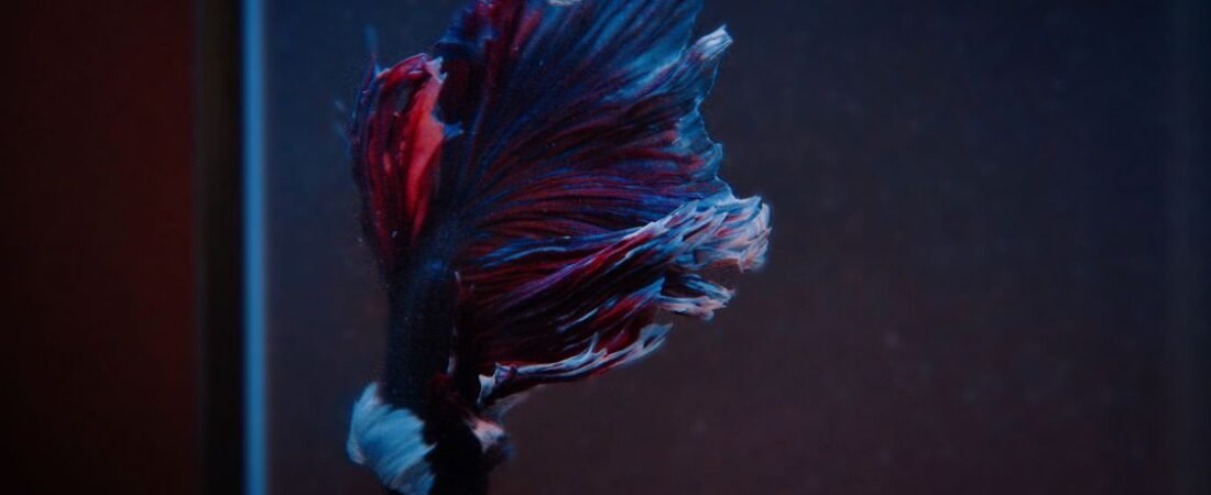 When the Heat Climbs: How to Keep Your Fish Tank Cool in Summer